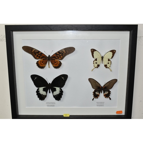 491 - ENTOMOLOGY, two framed Entomology collections of eight Butterflies, comprising Mountain Blue Swallow... 