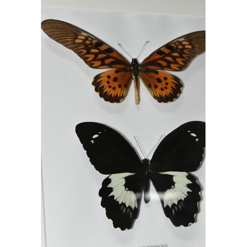 491 - ENTOMOLOGY, two framed Entomology collections of eight Butterflies, comprising Mountain Blue Swallow... 