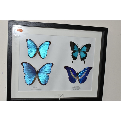 491 - ENTOMOLOGY, two framed Entomology collections of eight Butterflies, comprising Mountain Blue Swallow... 