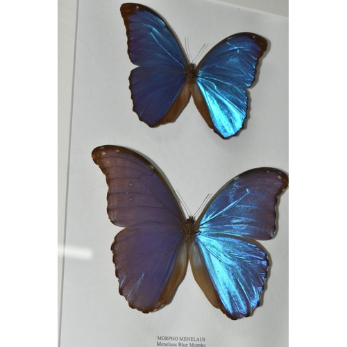 491 - ENTOMOLOGY, two framed Entomology collections of eight Butterflies, comprising Mountain Blue Swallow... 