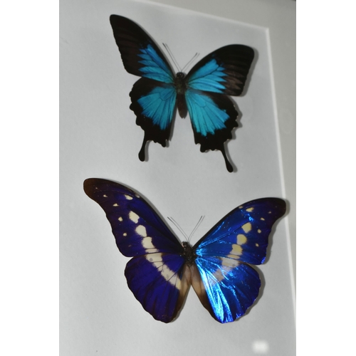 491 - ENTOMOLOGY, two framed Entomology collections of eight Butterflies, comprising Mountain Blue Swallow... 