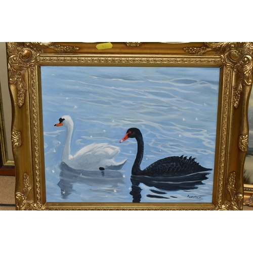 534 - P CROMACK (BRITISH LATE 20TH / 21ST CENTURY) BLACK AND WHITE SWANS ON THE WATER, oil on canvas, sign... 