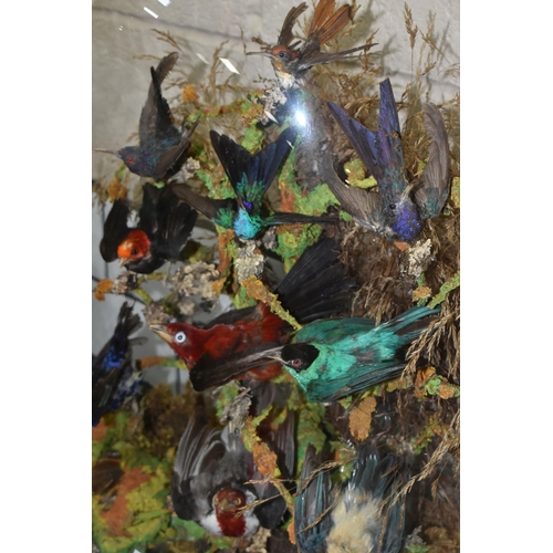 454 - TAXIDERMY: A VICTORIAN GLASS DOME OF HUMMINGBIRDS AND OTHER EXOTIC BIRDS, approximate height 55cm x ... 