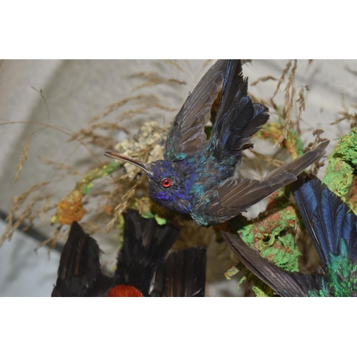 454 - TAXIDERMY: A VICTORIAN GLASS DOME OF HUMMINGBIRDS AND OTHER EXOTIC BIRDS, approximate height 55cm x ... 