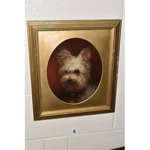 582 - AN EARLY 20TH CENTURY PORTRAIT OF A TERRIER, no visible signature, oil on board, approximate maximum... 