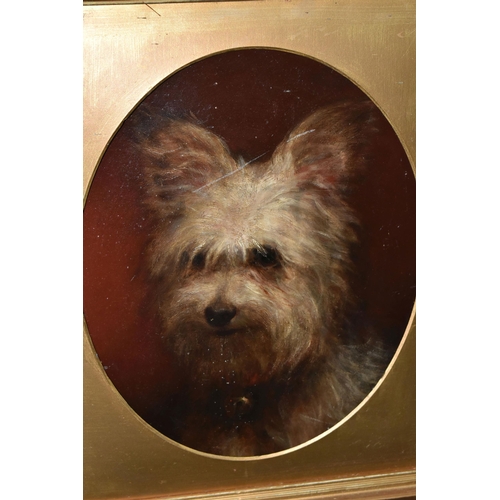 582 - AN EARLY 20TH CENTURY PORTRAIT OF A TERRIER, no visible signature, oil on board, approximate maximum... 