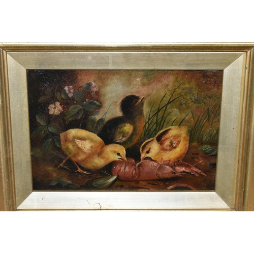 584 - AN EARLY 20TH CENTURY STUDY OF CHICKS, three chicks in a natural setting are eating a cooked prawn, ... 