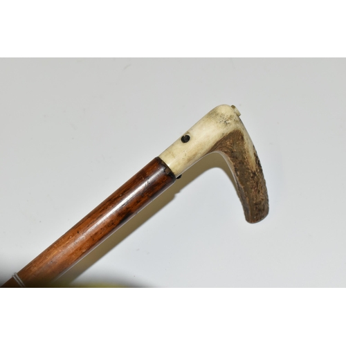 232 - AN ANTIQUE 7MM CENTREFIRE WALKING STICK SHOTGUN IN WORKING ORDER, its handle is made from a  deer's ... 