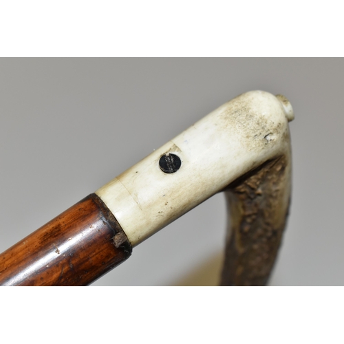 232 - AN ANTIQUE 7MM CENTREFIRE WALKING STICK SHOTGUN IN WORKING ORDER, its handle is made from a  deer's ... 