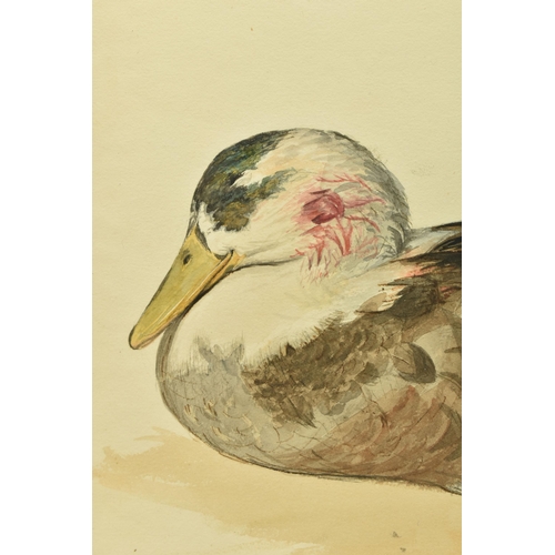 290 - EDWARD THOMPSON DAVIS (1833-1867) 'MALLARD', a study of a duck with bloodied feathers to its head, i... 