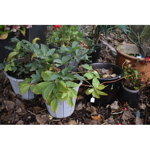 1008 - A SELECTION OF GARDEN PLANT POTS, to include four composite pots, and five plastic pots, all contain... 