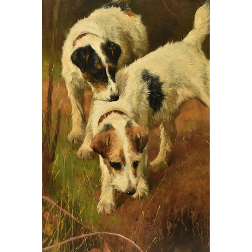 308 - ARTHUR WARDLE (BRITISH 1864-1949) TWO JACK RUSSELL TERRIERS ON THE HUNT, the dogs are above a rabbit... 