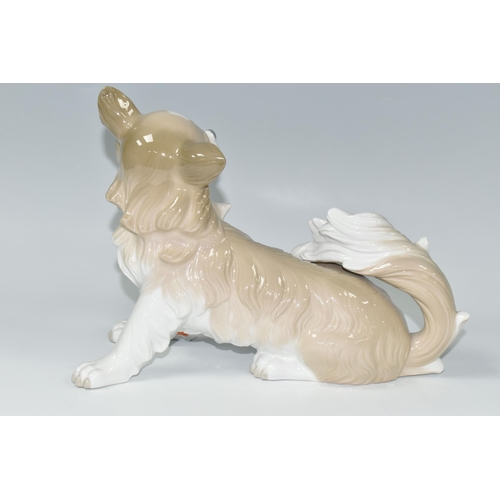 373 - A LLADRO 'PAPILLON' DOG FIGURINE, 4857 by Alfredo Ruiz, issued 1974-1979, height 20cmx length 28cm (... 