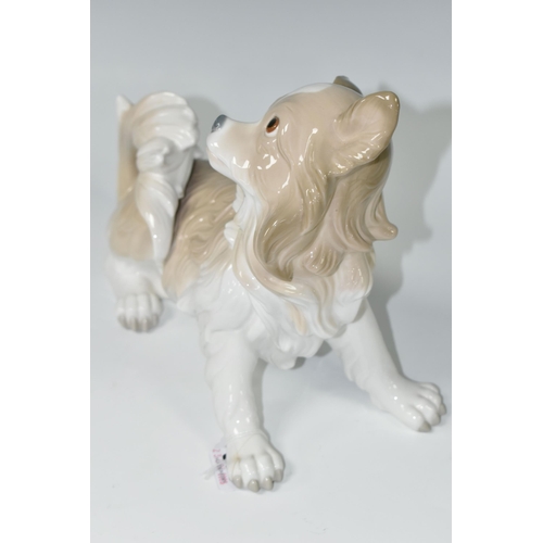 373 - A LLADRO 'PAPILLON' DOG FIGURINE, 4857 by Alfredo Ruiz, issued 1974-1979, height 20cmx length 28cm (... 