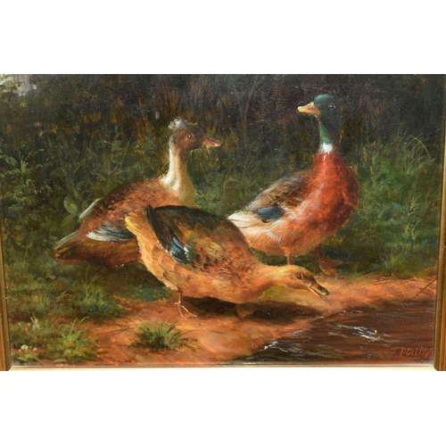 668 - JOHN POLLINS (CONTEMPORARY) 'AUTUMN MALLARD' A LATE 20TH CENTURY STUDY OF DUCKS, three duck are besi... 