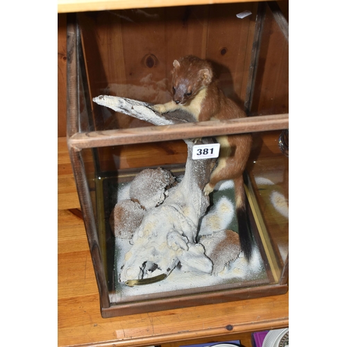 381 - A CASED TAXIDERMY STOAT, a full mount adult climbing a frosty branch in a wooden framed glass case, ... 