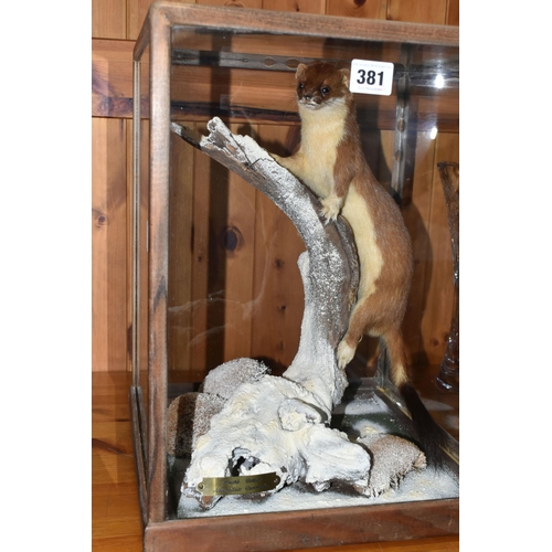 381 - A CASED TAXIDERMY STOAT, a full mount adult climbing a frosty branch in a wooden framed glass case, ... 