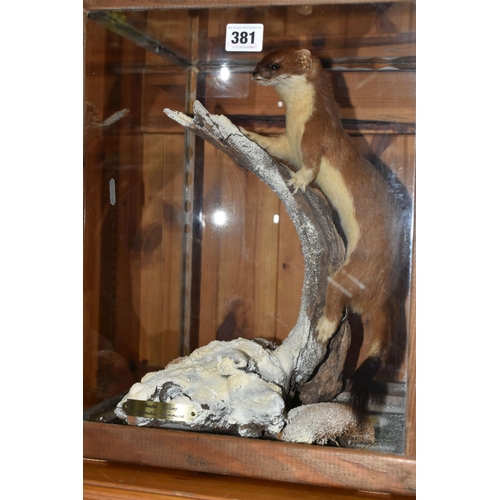 381 - A CASED TAXIDERMY STOAT, a full mount adult climbing a frosty branch in a wooden framed glass case, ... 