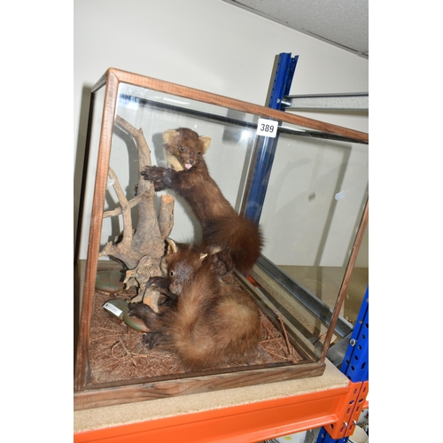 389 - A MODERN PAIR OF TAXIDERMY PINE MARTENS, the pair are arranged around a natural wood setting, mounte... 