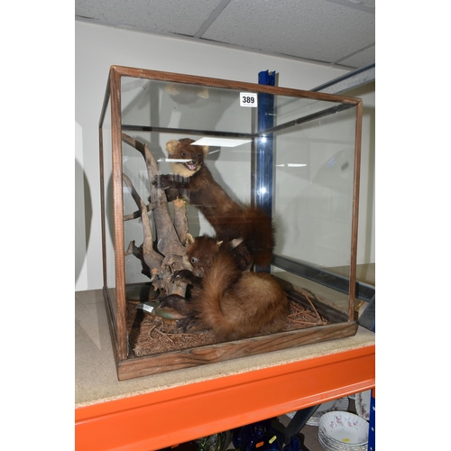 389 - A MODERN PAIR OF TAXIDERMY PINE MARTENS, the pair are arranged around a natural wood setting, mounte... 