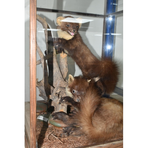 389 - A MODERN PAIR OF TAXIDERMY PINE MARTENS, the pair are arranged around a natural wood setting, mounte... 