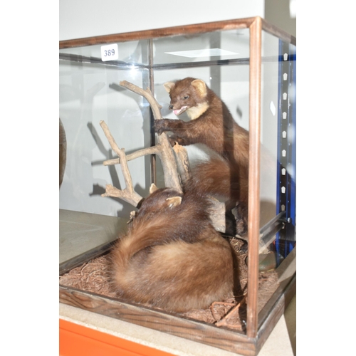 389 - A MODERN PAIR OF TAXIDERMY PINE MARTENS, the pair are arranged around a natural wood setting, mounte... 