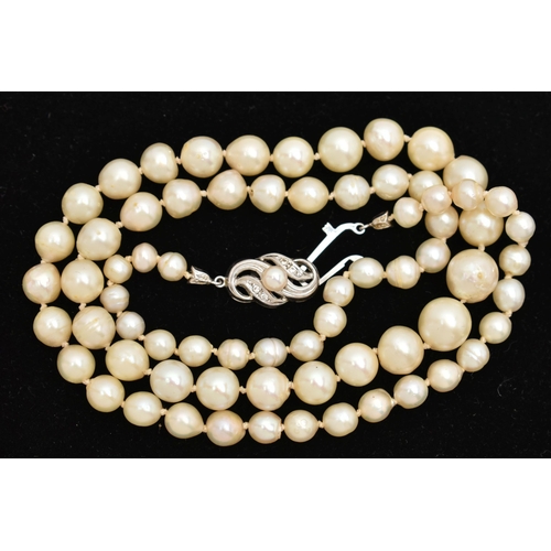 34 - A SINGLE STRAND OF CULTURED PEARLS, individually knotted, graduated pearls, measuring approximately ... 