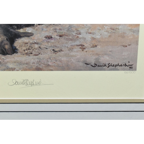 441 - DAVID SHEPHERD (1931-2017) 'ELEPHANT SEALS', depicting a colony on the shoreline, signed to lower ma... 