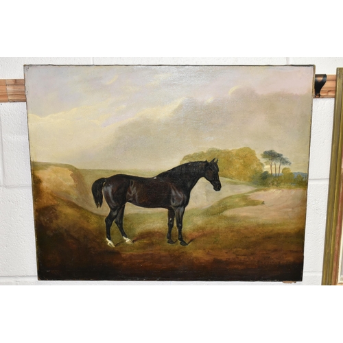 520 - A 19TH CENTURY STUDY OF A BAY COLOURED HUNTER IN A LANDSCAPE, no visible signature, oil on canvas, a... 