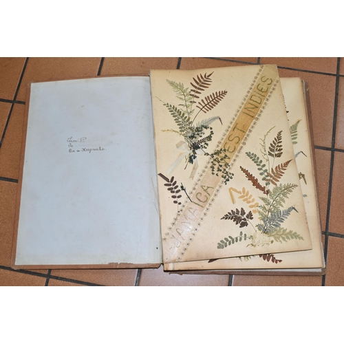 530 - AN EARLY 20TH CENTURY ALBUM OF PRESSED FERNS FROM JAMAICA, comprising twenty-two pages of examples, ... 