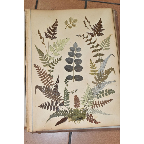 530 - AN EARLY 20TH CENTURY ALBUM OF PRESSED FERNS FROM JAMAICA, comprising twenty-two pages of examples, ... 