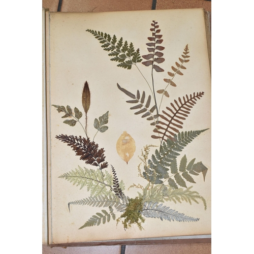 530 - AN EARLY 20TH CENTURY ALBUM OF PRESSED FERNS FROM JAMAICA, comprising twenty-two pages of examples, ... 