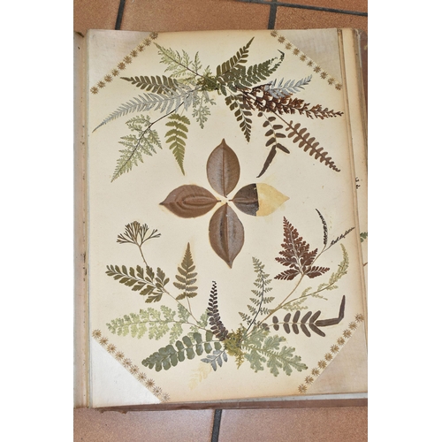 530 - AN EARLY 20TH CENTURY ALBUM OF PRESSED FERNS FROM JAMAICA, comprising twenty-two pages of examples, ... 