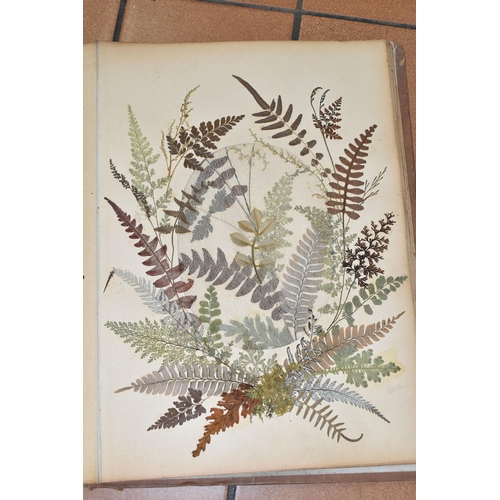 530 - AN EARLY 20TH CENTURY ALBUM OF PRESSED FERNS FROM JAMAICA, comprising twenty-two pages of examples, ... 