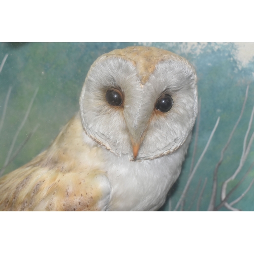 418 - AN EARLY TWENTIETH CENTURY TAXIDERMY BARN OWL, cased in a naturalistic setting with ferns, rocks and... 