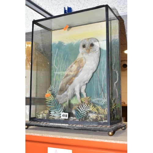 418 - AN EARLY TWENTIETH CENTURY TAXIDERMY BARN OWL, cased in a naturalistic setting with ferns, rocks and... 