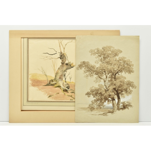 303 - TWO UNSIGNED 19TH CENTURY STUDIES OF TREES, the first with an attribution to James Stark 1794-1859 d... 