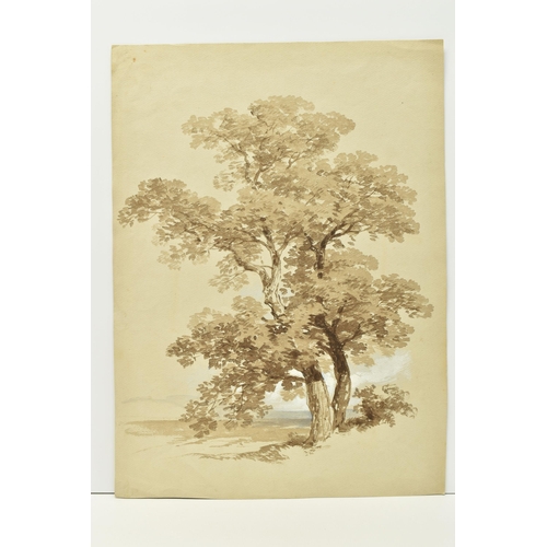 303 - TWO UNSIGNED 19TH CENTURY STUDIES OF TREES, the first with an attribution to James Stark 1794-1859 d... 