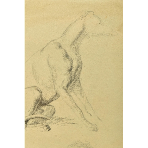 311 - CIRCLE OF ROBERT HILLS (1769-1844) TWO STUDIES OF A GREYHOUND DOG, pencil on paper, approximate size... 