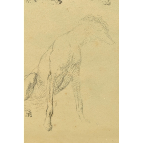 311 - CIRCLE OF ROBERT HILLS (1769-1844) TWO STUDIES OF A GREYHOUND DOG, pencil on paper, approximate size... 