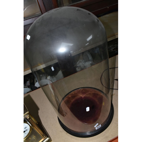 423 - A LARGE LATE NINETEENTH CENTURY GLASS DOME, on an ebonised wooden base, lined with burgundy fabric, ... 