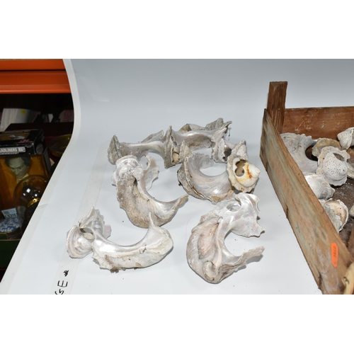 483 - ONE WOODEN BOX OF OVER TWENTY CONCH SHELL REMNANTS, the shell bodies have been used to make mother o... 