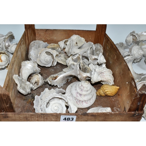 483 - ONE WOODEN BOX OF OVER TWENTY CONCH SHELL REMNANTS, the shell bodies have been used to make mother o... 