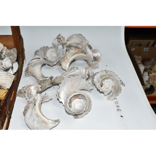 483 - ONE WOODEN BOX OF OVER TWENTY CONCH SHELL REMNANTS, the shell bodies have been used to make mother o... 