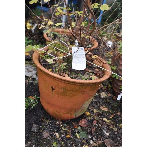 1014 - A PAIR OF TERRACOTTA RIBBED SQUARE PLANTERS, 36cm squared x height 35cm, and a pair of circular terr... 