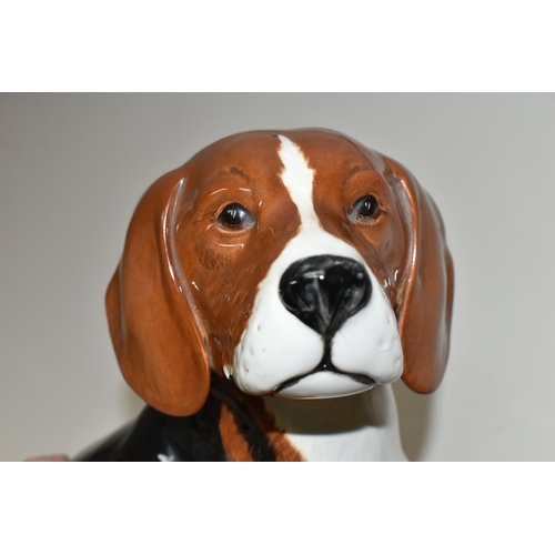 374 - A BESWICK FIRESIDE BEAGLE 2300, black, red and white coat, height 33cm (1) (Condition Report: no obv... 