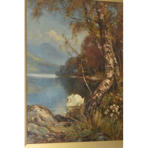 603 - A. GRAHAM (BRITISH, LATE 19TH / EARLY 20TH CENTURY) WHITE SWAN ON  A LAKE, Silver Birches on the wat... 