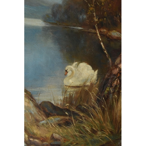 603 - A. GRAHAM (BRITISH, LATE 19TH / EARLY 20TH CENTURY) WHITE SWAN ON  A LAKE, Silver Birches on the wat... 