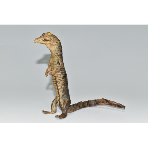 324 - A TAXIDERMY CROCODILE,  an anthropomorphic taxidermy of a juvenile crocodile, late 19th century, upr... 