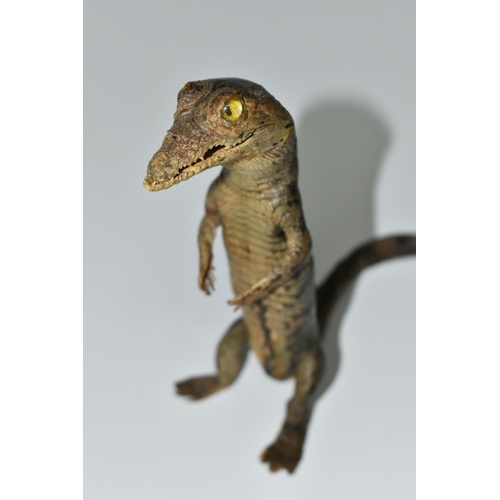 324 - A TAXIDERMY CROCODILE,  an anthropomorphic taxidermy of a juvenile crocodile, late 19th century, upr... 